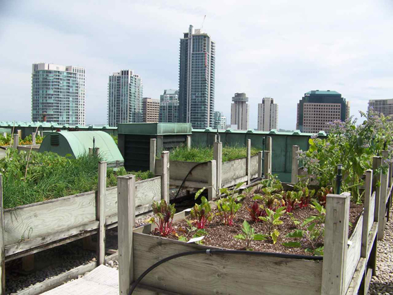 Rooftop garden at the Fairmont Royal York hotel on Front St. Photo:Joe Nasr